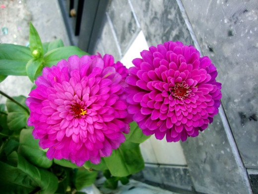 638195 (a): :1700x1275